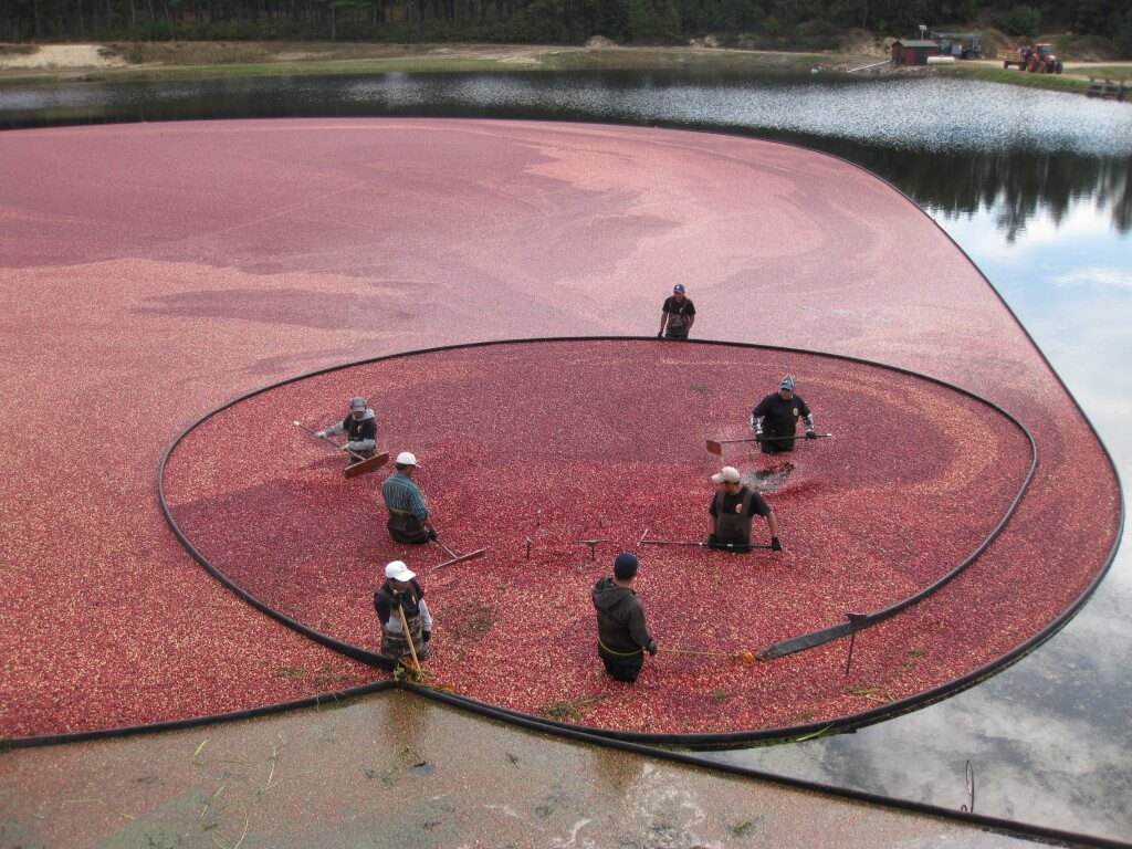 cranberry harvest festival - floating cranberries in flooded bog