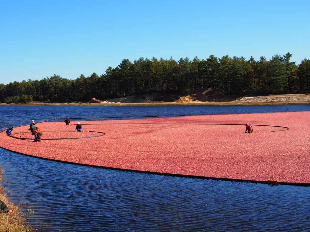 Cape Cod cranberry harvest