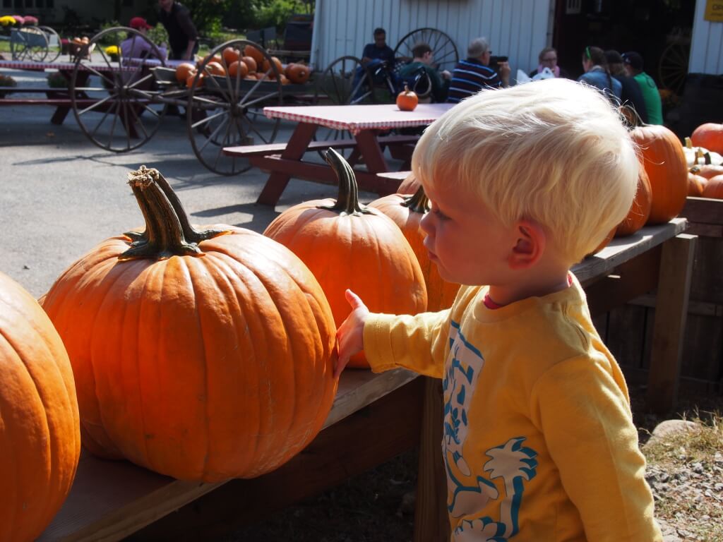 picking out pumpkin at a pumpkin patch for pumpkin broccoli soup