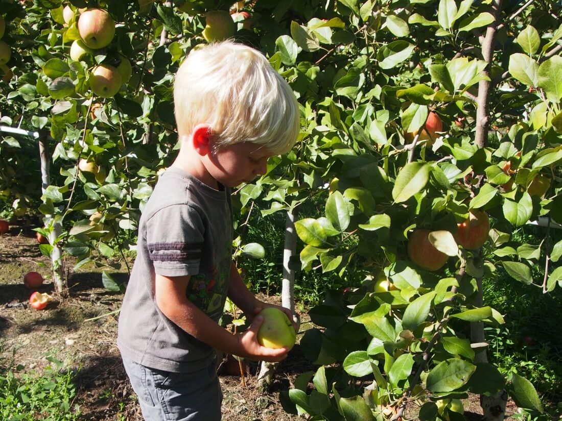 apple picking