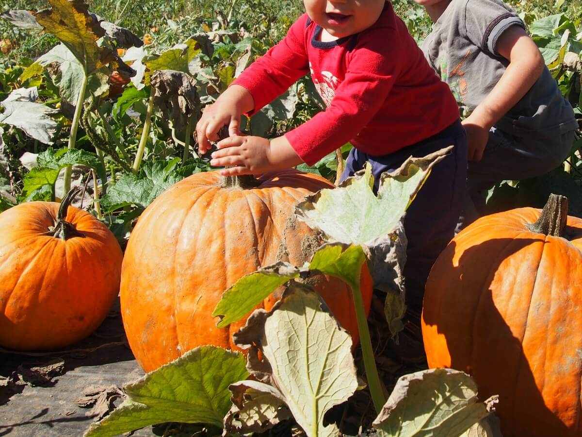 pumpkin picking