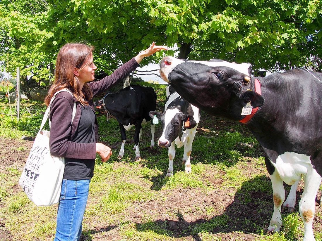 meeting cow on dairy farm visit - mango lassi