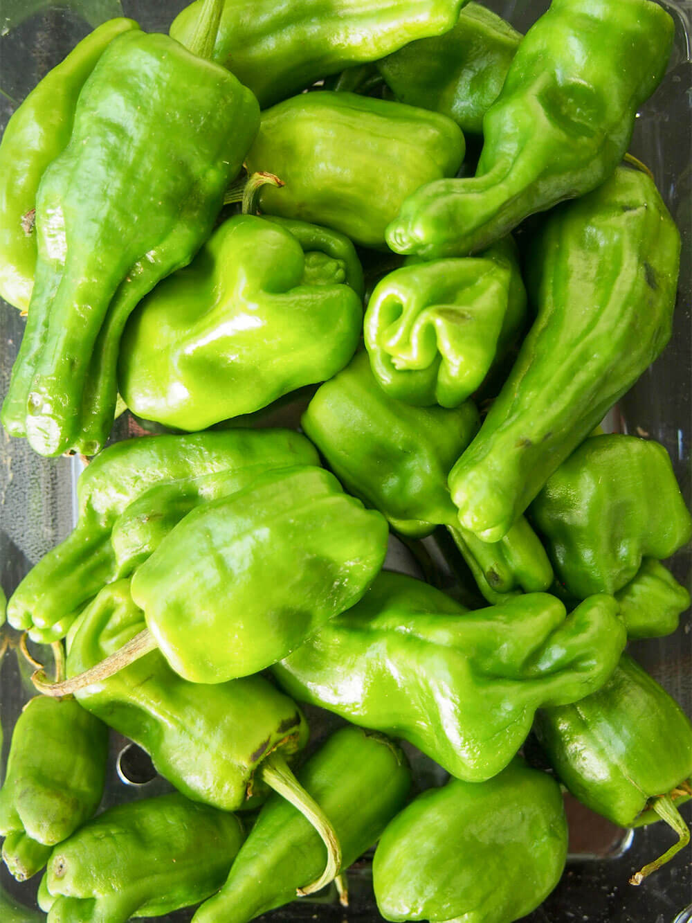 Padron peppers in box