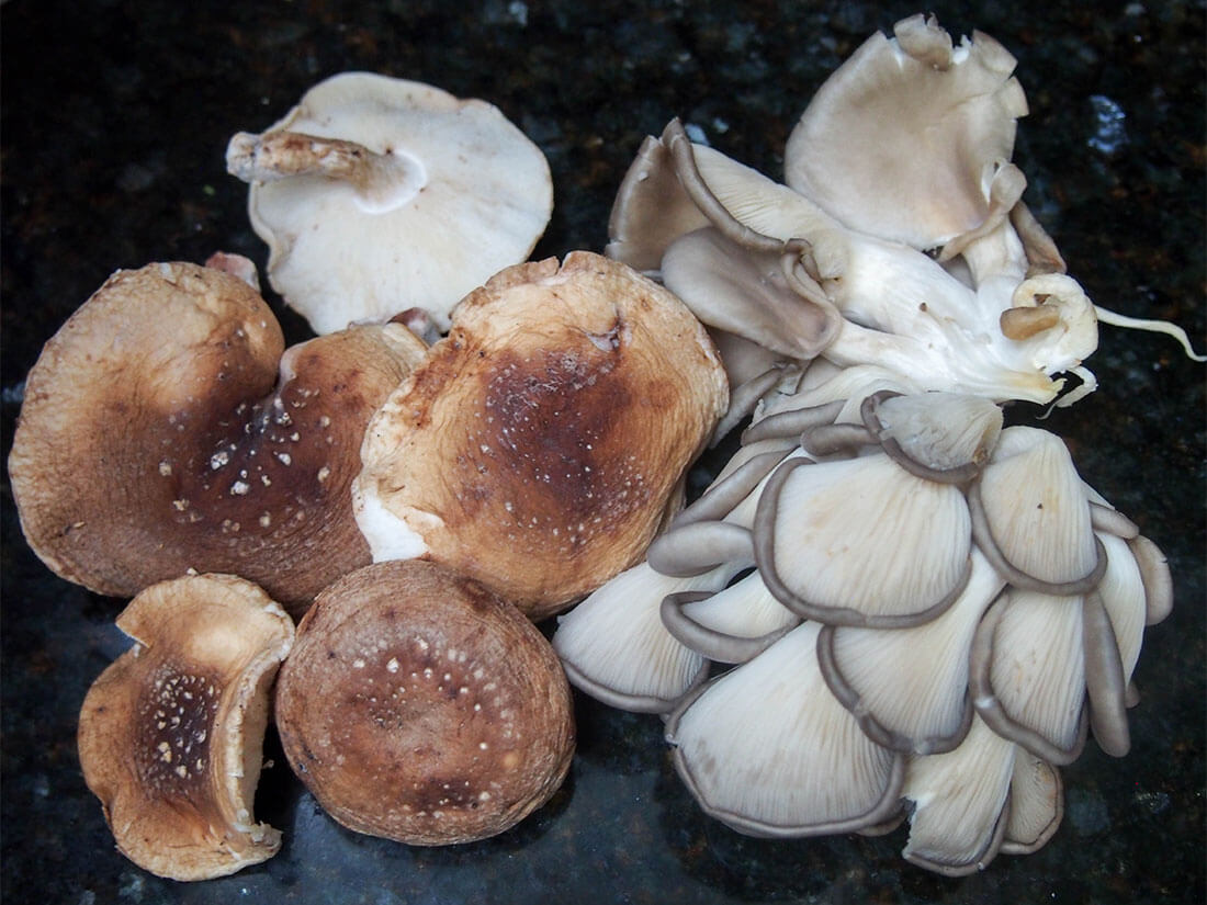 fresh oyster and shitake mushrooms for kinoko gohan