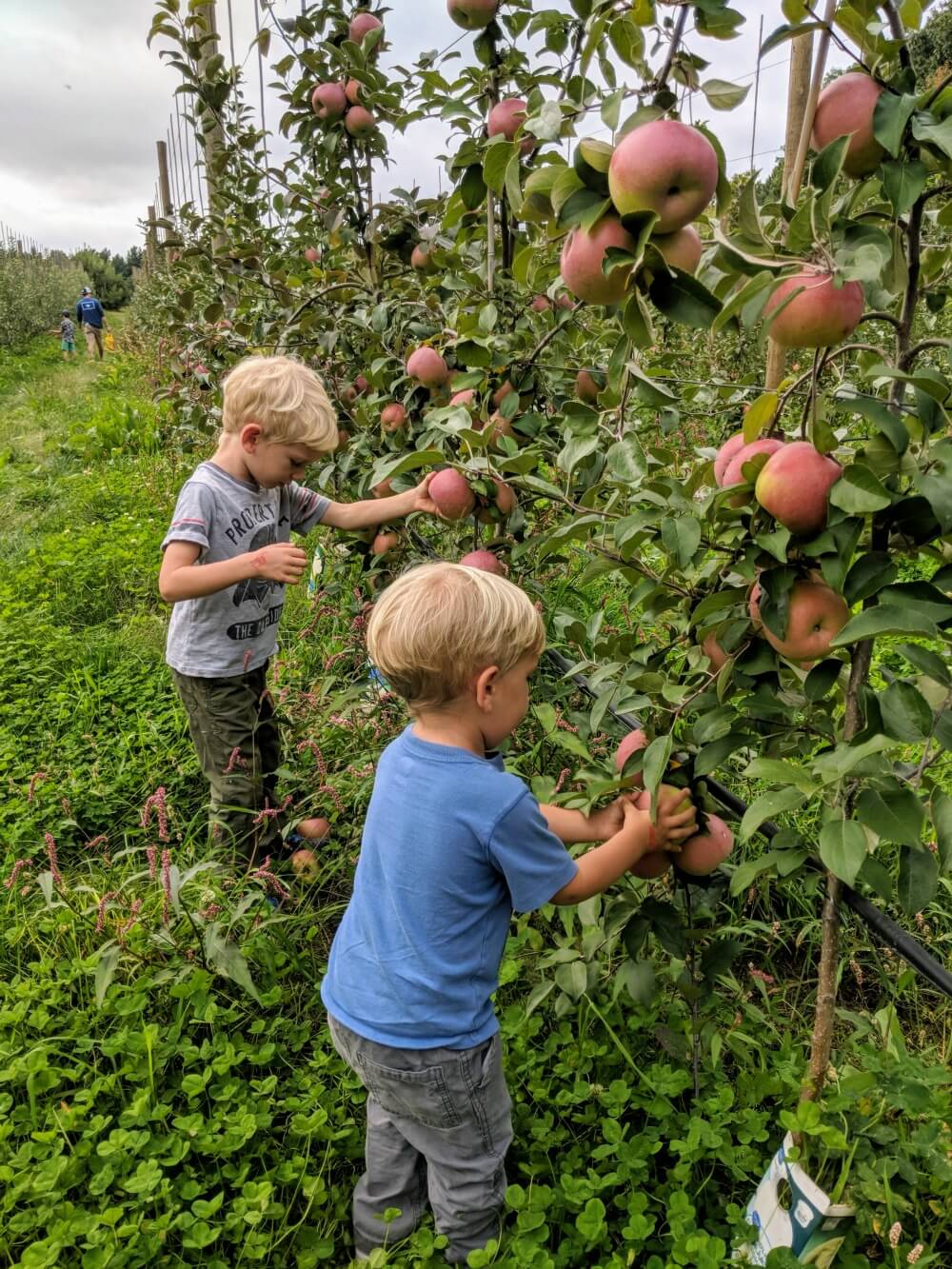 kids apple picking