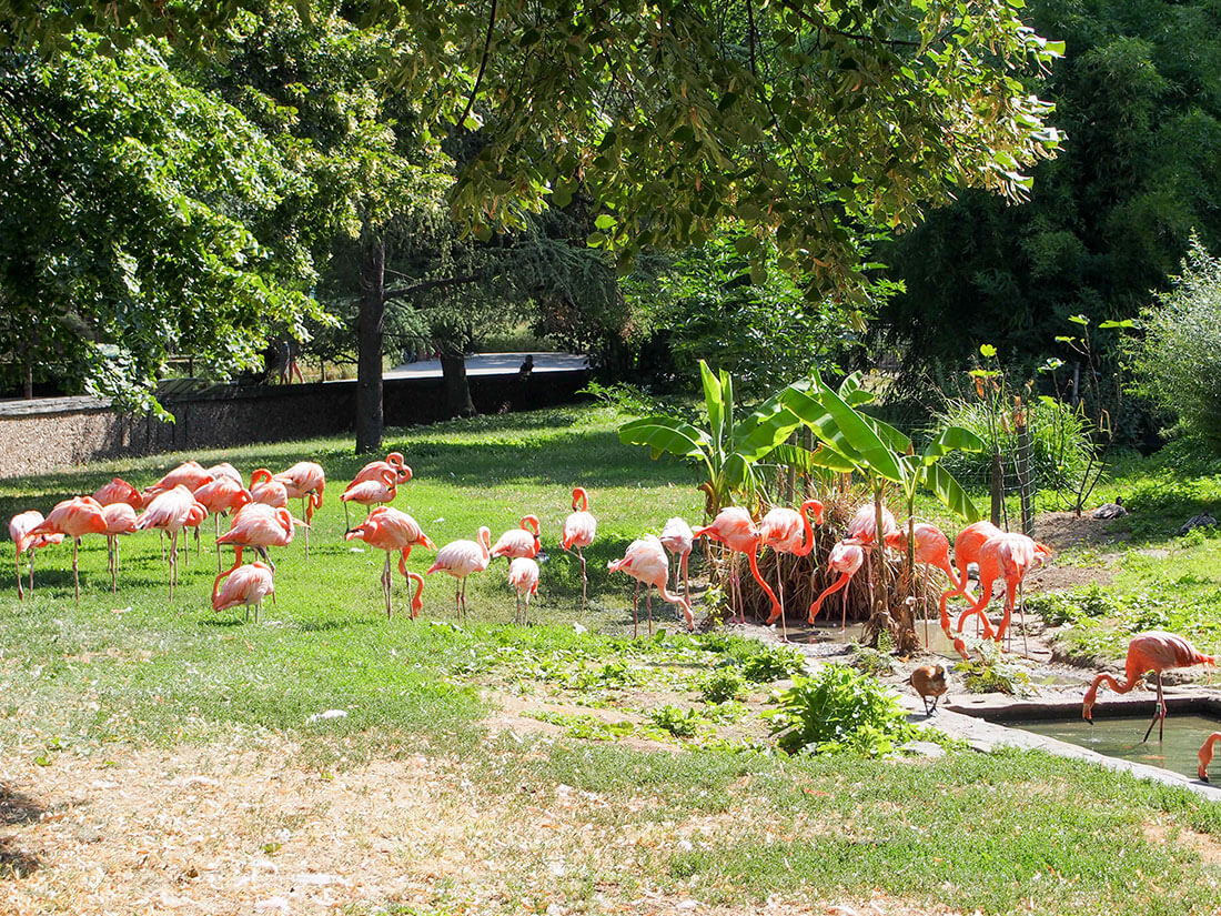 city zoo Paris