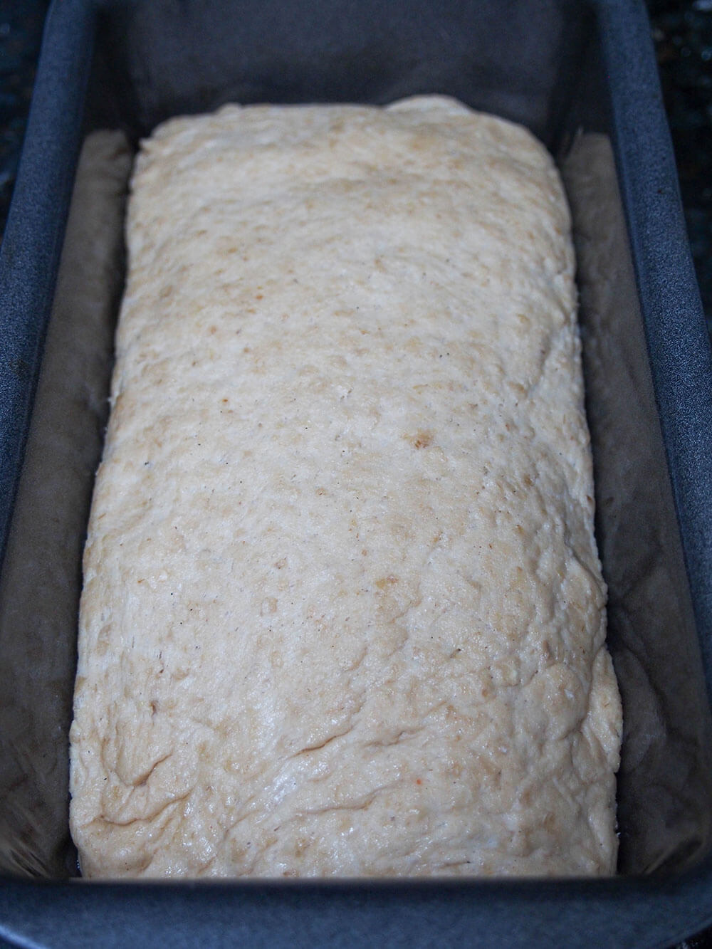 sprouted wheat bread dough rising in pan