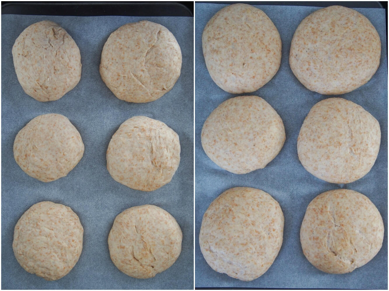 formed spelt rolls before and after proofing formed rolls before and after proofing