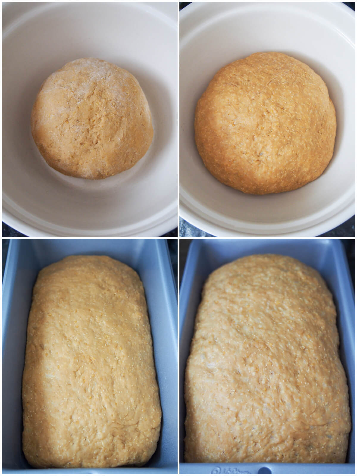 before and after first and second rises of bread dough