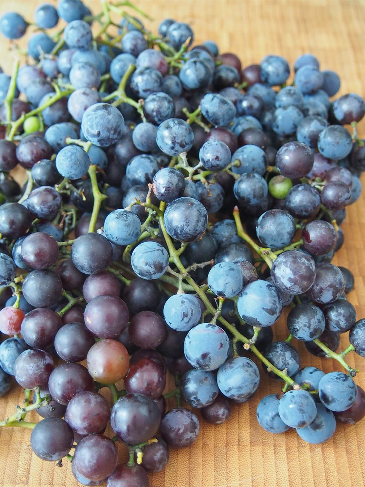 bunches of Concord grapes bunches of Concord grapes on board