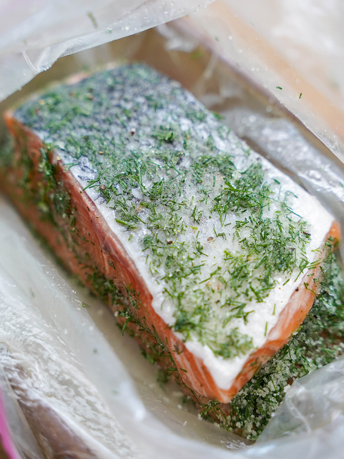 making salmon gravlax with stacked pieces of salmon in bag with cure in between and over.